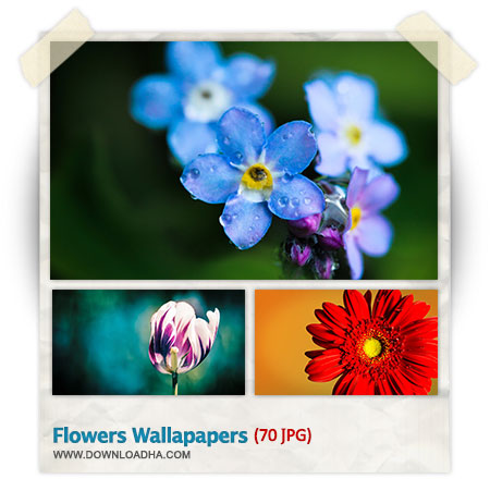 مجموعه ۷۰ والپیپر با کیفیت از گل ها Flowers HQ Wallpapers