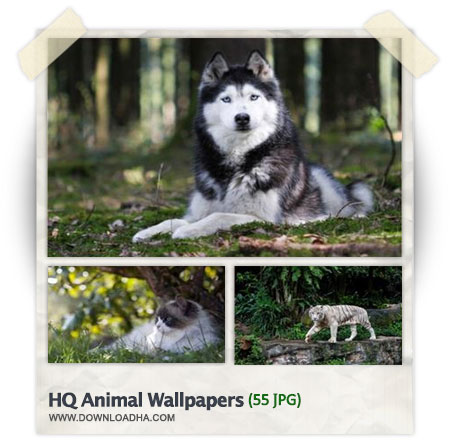 مجموعه ۵۵ والپیپر با موضوع حیوانات HQ Animal Wallpapers
